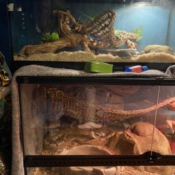 Scales N Tails Northglenn - African house snake (Einstein) Spider ball pythons (Marly)
