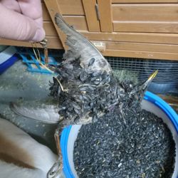 D & B Supply Company Incorporated of Twin Falls - Dead bird