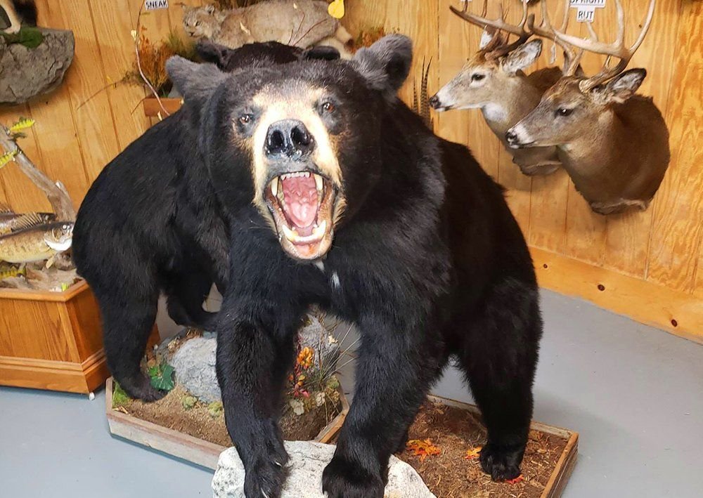 Animal Art Taxidermy Studios - taxidermy in Campbellsport, WI