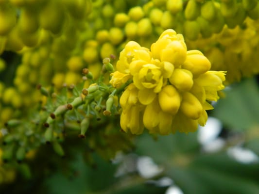 Cambridge University Botanic Garden by null