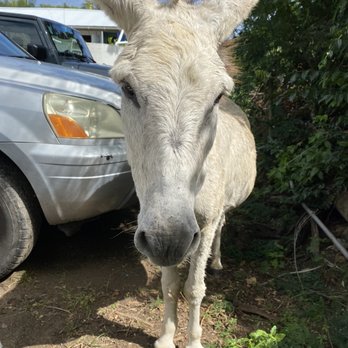 Coral Bay - Donkey! - Local Flavor Near Me