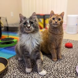 Homeward Pet Adoption Center