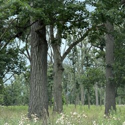 St. Paul Woods