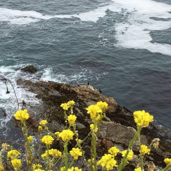 Montana de Oro State Park - Cormorants looking for lunch - Parks Near Me - Los Osos, California