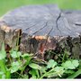 Photo of Eagle Rock Tree Service