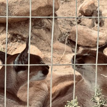 Project Survival's Cat Haven - Zoos Near Me - Dunlap, California