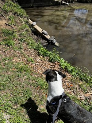 Reverchon Park by null