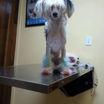 Allcare Veterinary Hospital - Sofia has a tummy-ache. - Veterinarians Near Me - Pacifica, California Allcare Veterinary Hospital - Sofia has a tummy-ache. - Veterinarians Near Me - Pacifica, California