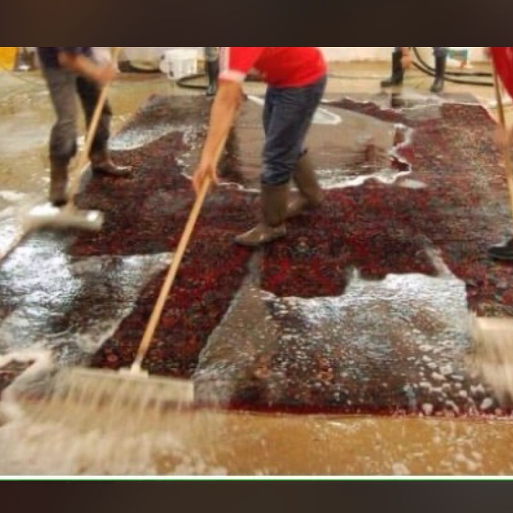 TOP 10 BEST Area Rug Cleaning in Albany, CA - Updated 2026 - Yelp