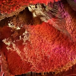 Coral Caverns - Coral rocks
