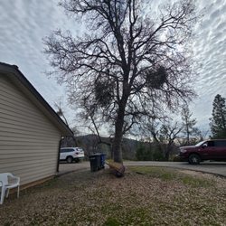 Trujillo's Tree Service - Before
