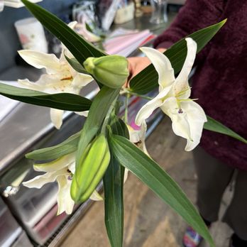 Arden Park - Florists Near Me - Sacramento, California
