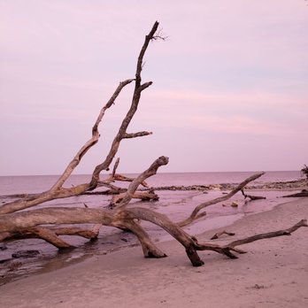 Driftwood Beach - Beaches Near Me - Jekyll Island, Georgia Driftwood Beach - Beaches Near Me - Jekyll Island, Georgia