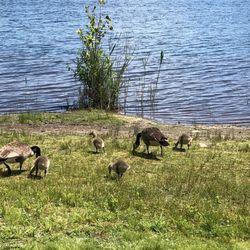 Falls Township Community Park - A goose family having lunch, I guess