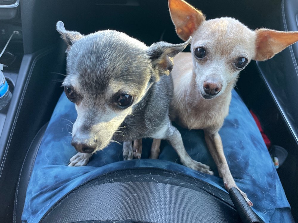 RUBADUB DOG BATH Updated September 2024 55 Photos & 82 Reviews