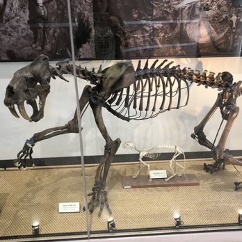 Museum of Paleontology - Saber tooth cat fossil replica (cast of a skeleton) compared to a typical domestic cat - Museums Near Me - Berkeley, California Museum of Paleontology - Saber tooth cat fossil replica (cast of a skeleton) compared to a typical domestic cat - Museums Near Me - Berkeley, California