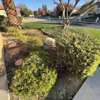 Perez Lawn Care - a view of a tree and shrub - Lawn Services Near Me Perez Lawn Care - a view of a tree and shrub - Lawn Services Near Me