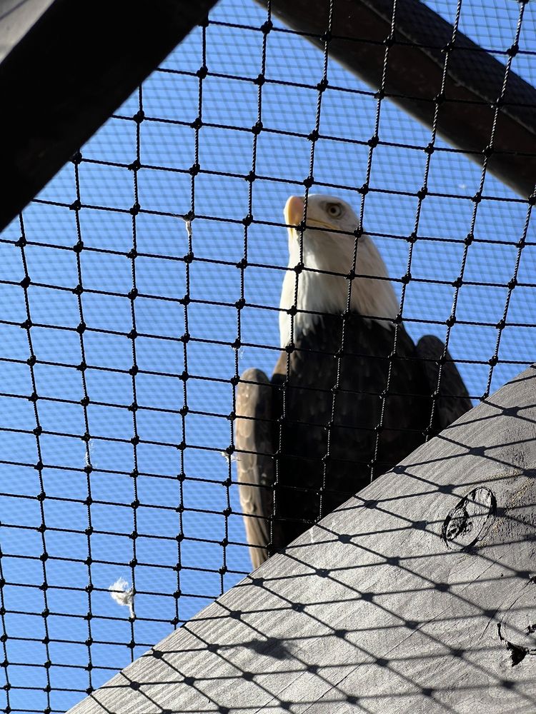 American Eagle Foundation - social services organization in Kodak, TN