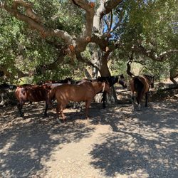 Poly Canyon Trail