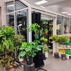 Canadian Tire - They have a little greenhouse inside the store.