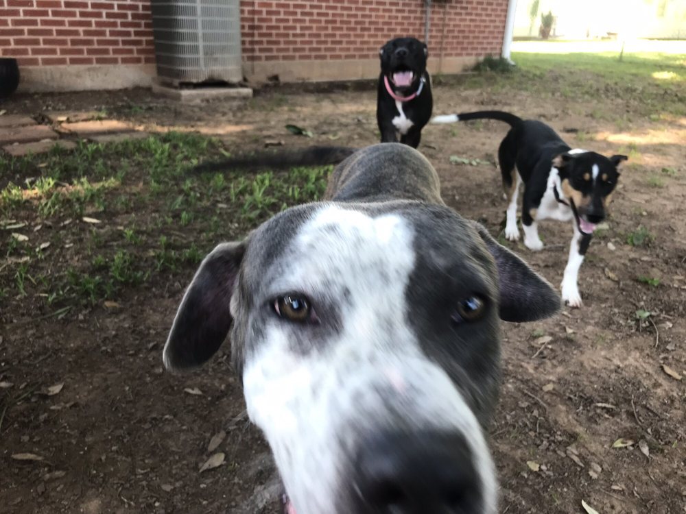 PAWS 4 LIFE Updated September 2024 Shreveport, Louisiana Animal