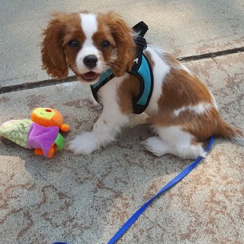 Castle Creek Cavaliers - My happy little Charlie from Castle Creek Cavaliers - Pet Breeders Near Me