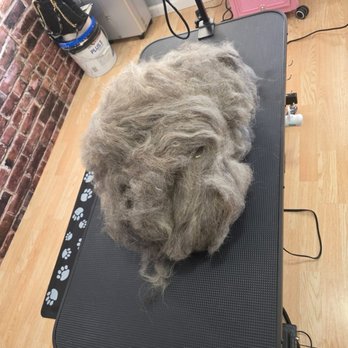 Pawsitively Polished - Pet Groomers Near Me - Sedalia, Missouri Pawsitively Polished - Pet Groomers Near Me - Sedalia, Missouri