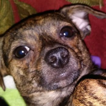 Jess's Barking Bubbles - Pet Groomers Near Me - Port Arthur, Texas