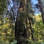 Corkscrew Tree