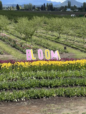 Tulip Valley Farms by null