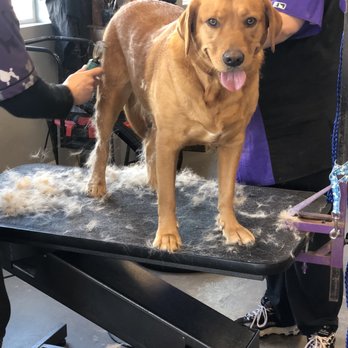 Make Me Pretty - Jax, dog, golden, lab, groomers - Pet Groomers Near Me - Slate Hill, New York