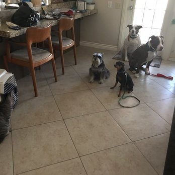 Sit Means Sit - Pet Training Near Me Sit Means Sit - Pet Training Near Me