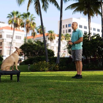 ORA Dog Training - Building focus with real world distractions! - Pet Training Near Me ORA Dog Training - Building focus with real world distractions! - Pet Training Near Me