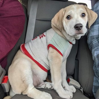 God's Dog Rescue - Pet Adoption Near Me