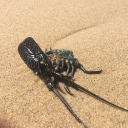 Nobby's Beach - A closer headed crab!