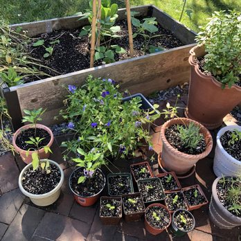 ReWild Long Island - A variety of potted plants - Community Service/Non-Profit Near Me - Port Washington, New York ReWild Long Island - A variety of potted plants - Community Service/Non-Profit Near Me - Port Washington, New York