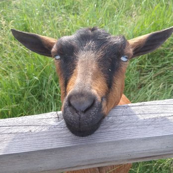 Cedar Mountain Farm Bed And Breakfast - Farm life! - Hotels Near Me - Athol, Idaho Cedar Mountain Farm Bed And Breakfast - Farm life! - Hotels Near Me - Athol, Idaho