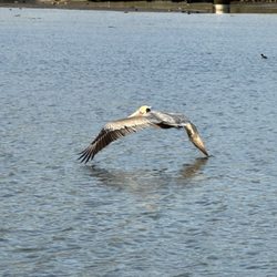 Malibu Lagoon State Beach - Majestic pelican
