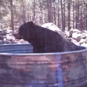Bearizona - Quick dip in the pool! - Zoos Near Me - Williams, Arizona Bearizona - Quick dip in the pool! - Zoos Near Me - Williams, Arizona