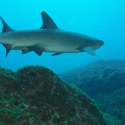 Goose's Scuba Shack - Reef Shark
