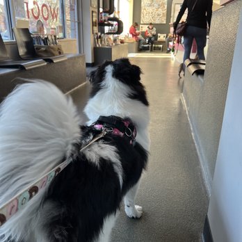 East End Veterinary Medical Centre - Veterinarians Near Me - Pittsburgh, Pennsylvania East End Veterinary Medical Centre - Veterinarians Near Me - Pittsburgh, Pennsylvania