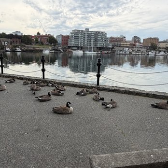 Johnson Street Bridge - Landmarks & Historical Buildings Near Me - Victoria, British Columbia