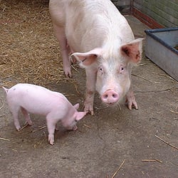 Newham City Farm