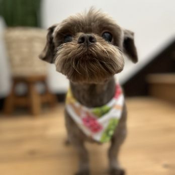Doggie Designs - Pet Groomers Near Me - Vacaville, California