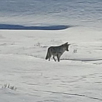 Yellowstone Expeditions - saw number of coyotes - Tours Near Me - West Yellowstone, Montana Yellowstone Expeditions - saw number of coyotes - Tours Near Me - West Yellowstone, Montana