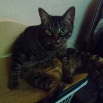 PetSmart - Goose is impatiently waiting for me to return from Petsmart with her food. This is her pleading look. - Pet Stores Near Me - Lockport, New York