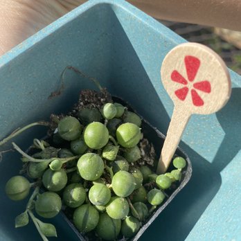 Nest - Plant - Home Decor Near Me - Detroit, Michigan