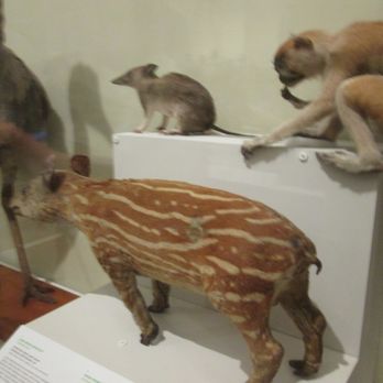 Australian Museum - Museums Near Me - Sydney, NSW Australian Museum - Museums Near Me - Sydney, NSW