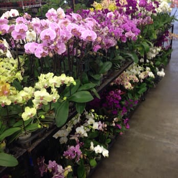 Flora Clay - 6/13/2014 - Florists Near Me - Los Angeles, California Flora Clay - 6/13/2014 - Florists Near Me - Los Angeles, California