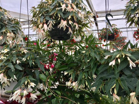 Early Bird Farm by null